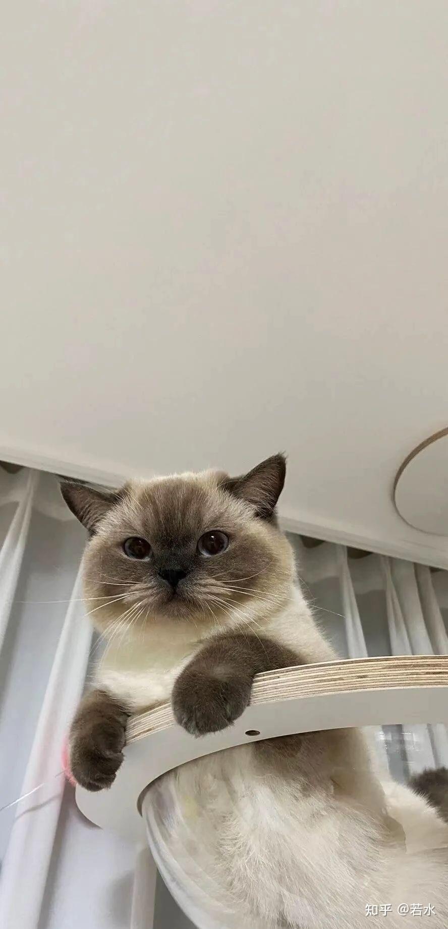 有哪些好看的关于猫咪的微信聊天背景图值得分享?
