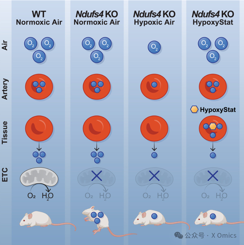 Cell | HypoxyStat:小分子低氧疗法,提升血氧结合力 - 知乎