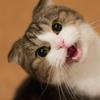 Modulenotfounderror no module named pil 
