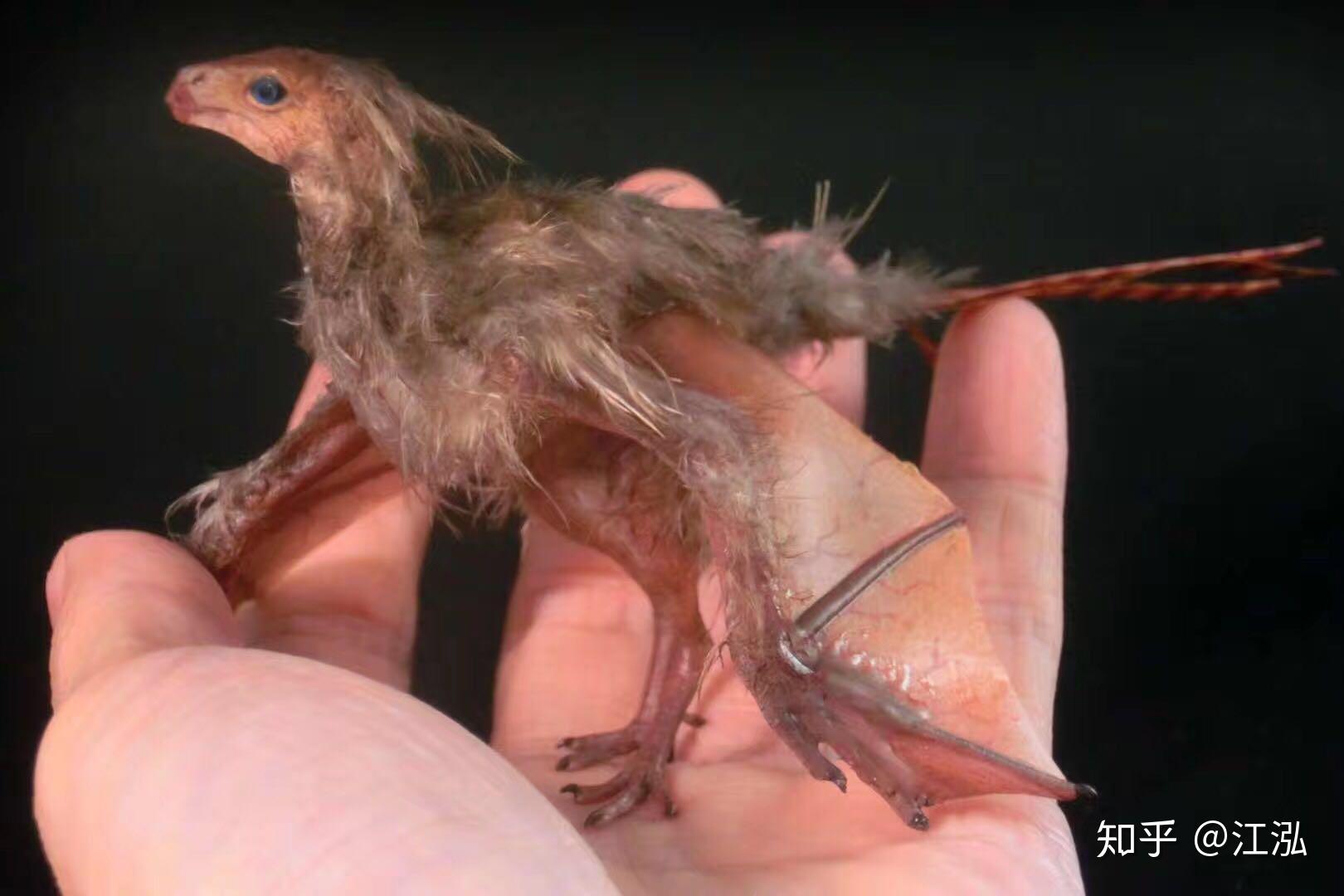 如何看待nature封面文章辽宁发现长有蝙蝠翅膀的恐龙长臂混元龙对研究