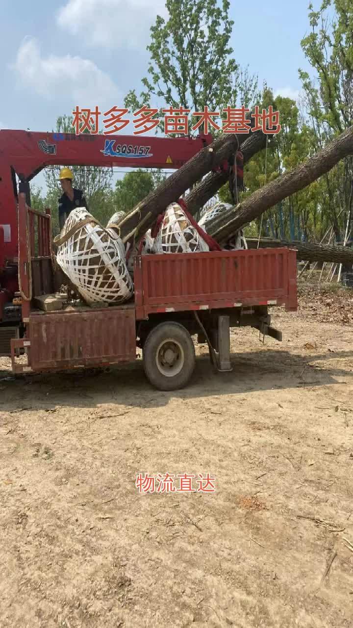黄石树多多香樟基地香樟25公分成活率高遵义香樟22公分安徽骨架香樟