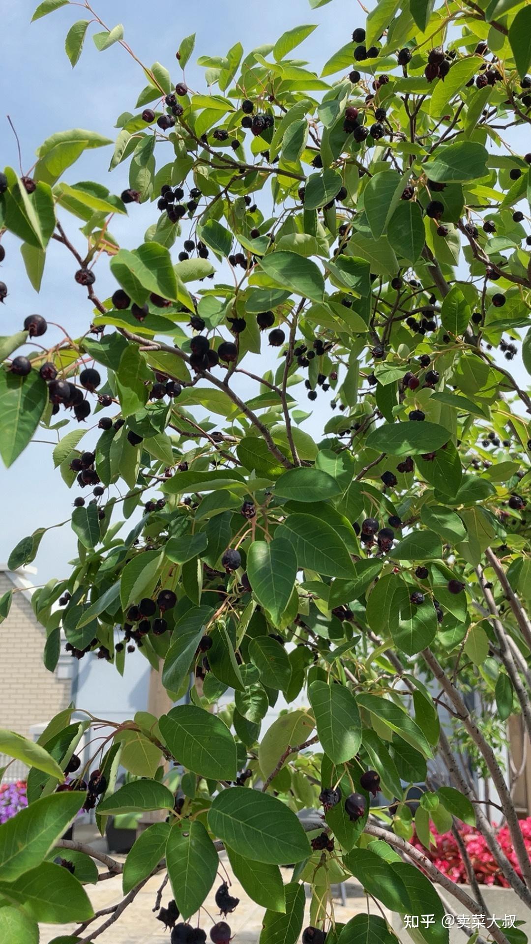 在公园里看到树上挂牌°°加拿大唐棣°°树,据说唐棣果能吃,加拿大