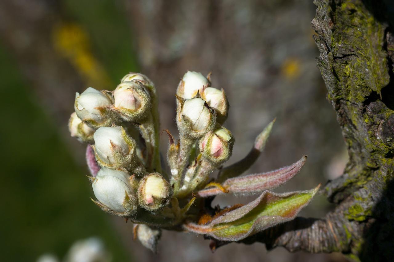 家庭如何种芽苗