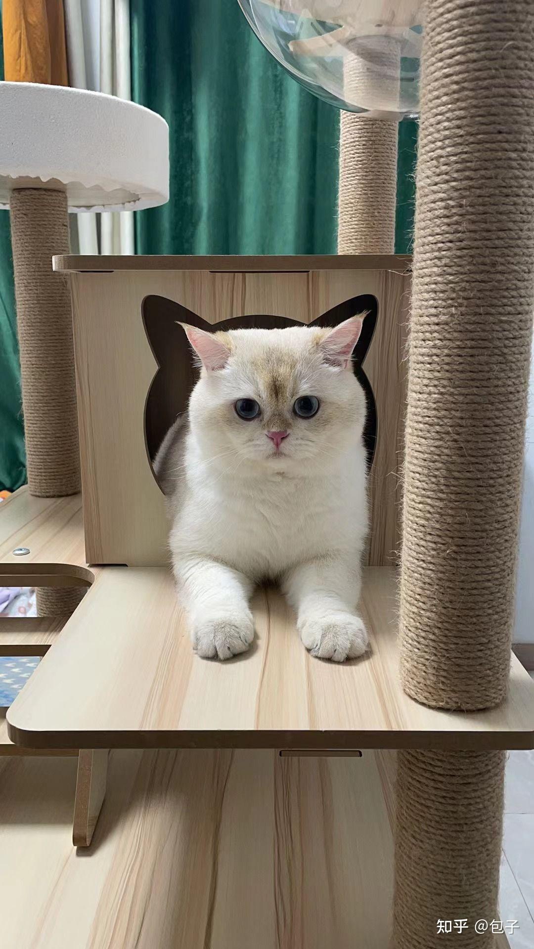 朋友买了一只金点猫现在不是很好看,有没有养了金