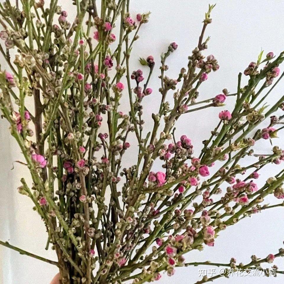 春天桃花鲜切枝养护指南,如何促花并延长花期? - 知乎