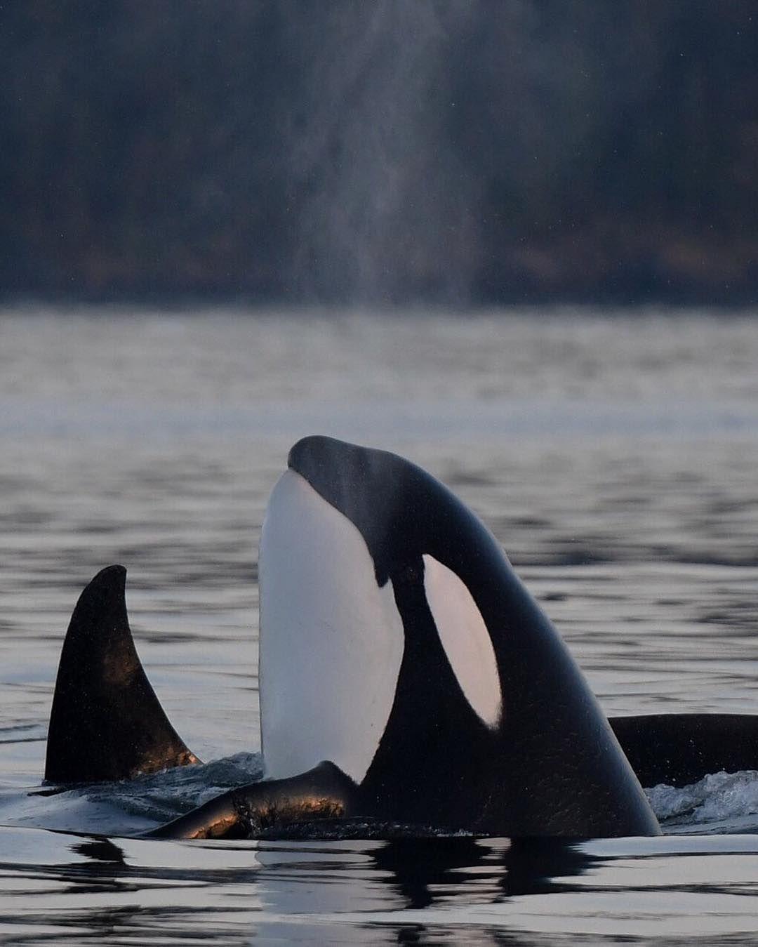 有什么好看的虎鲸图片