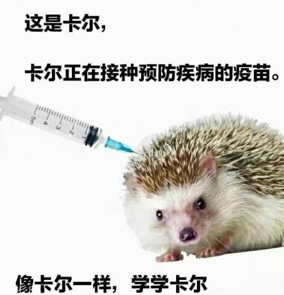 求刺猬卡尔表情包.哪哪都找不着?