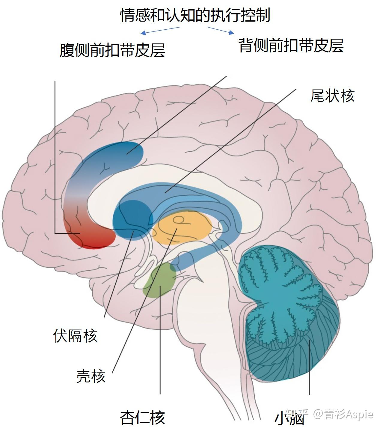 多动症（ADHD）人士的大脑功能、结构与正常人群的有差异吗？如何「弥补」这种差异？ - 知乎