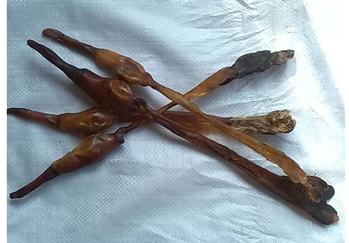 狗交配会出现拔不出来的现象,这种流行说法是真实的吗?