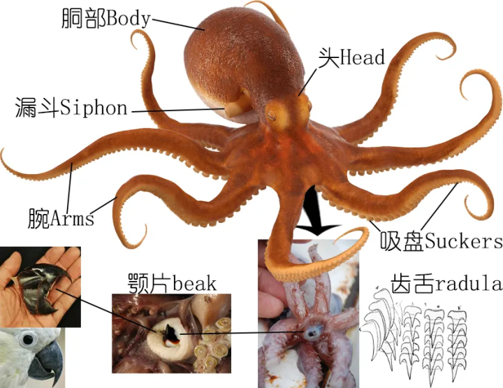明了海鲜 乌贼 墨鱼 鱿鱼 章鱼都有什么不同 中 作者 Zam 知乎