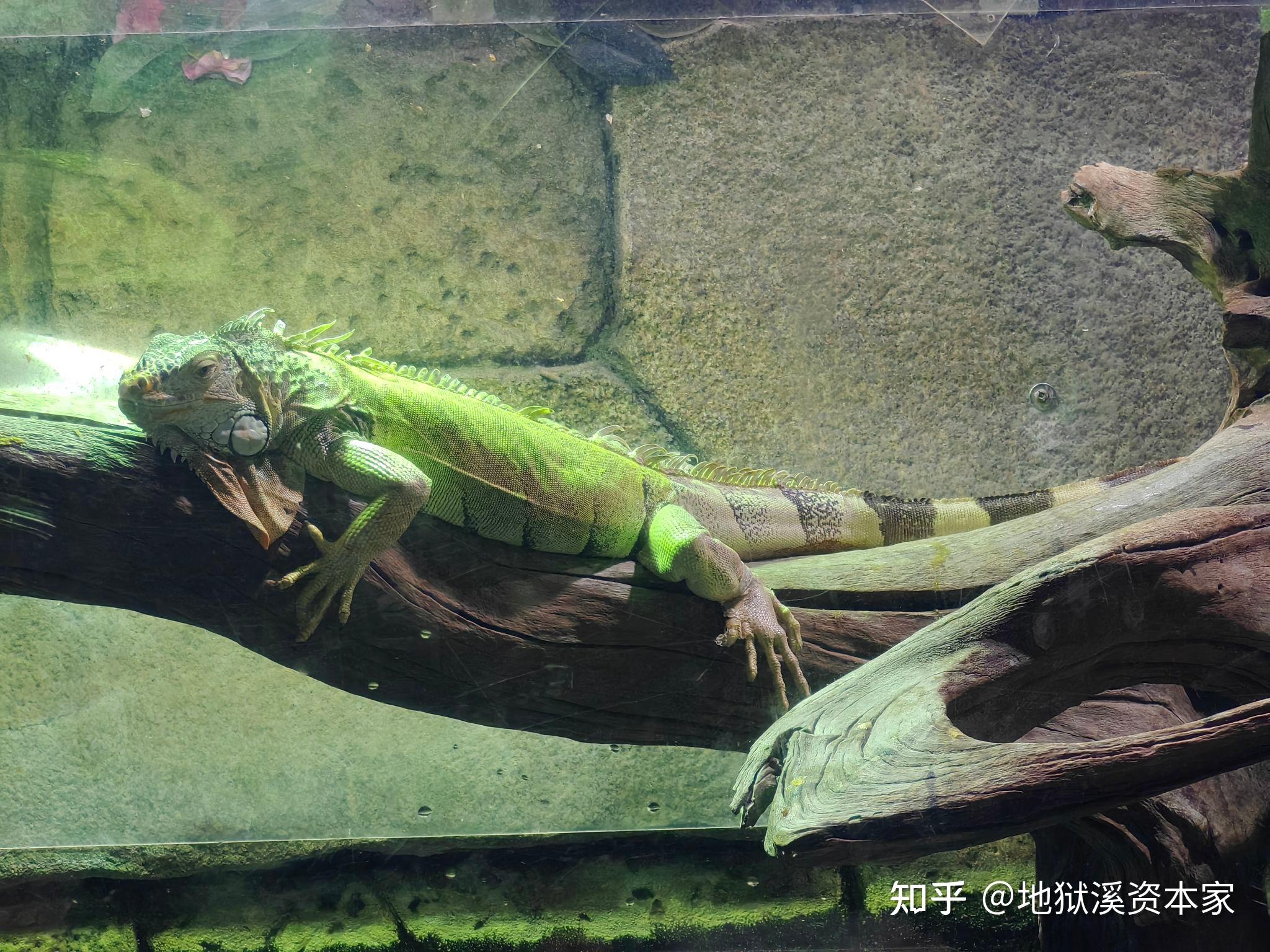 南美洲有哪些特殊的动物？ - 知乎
