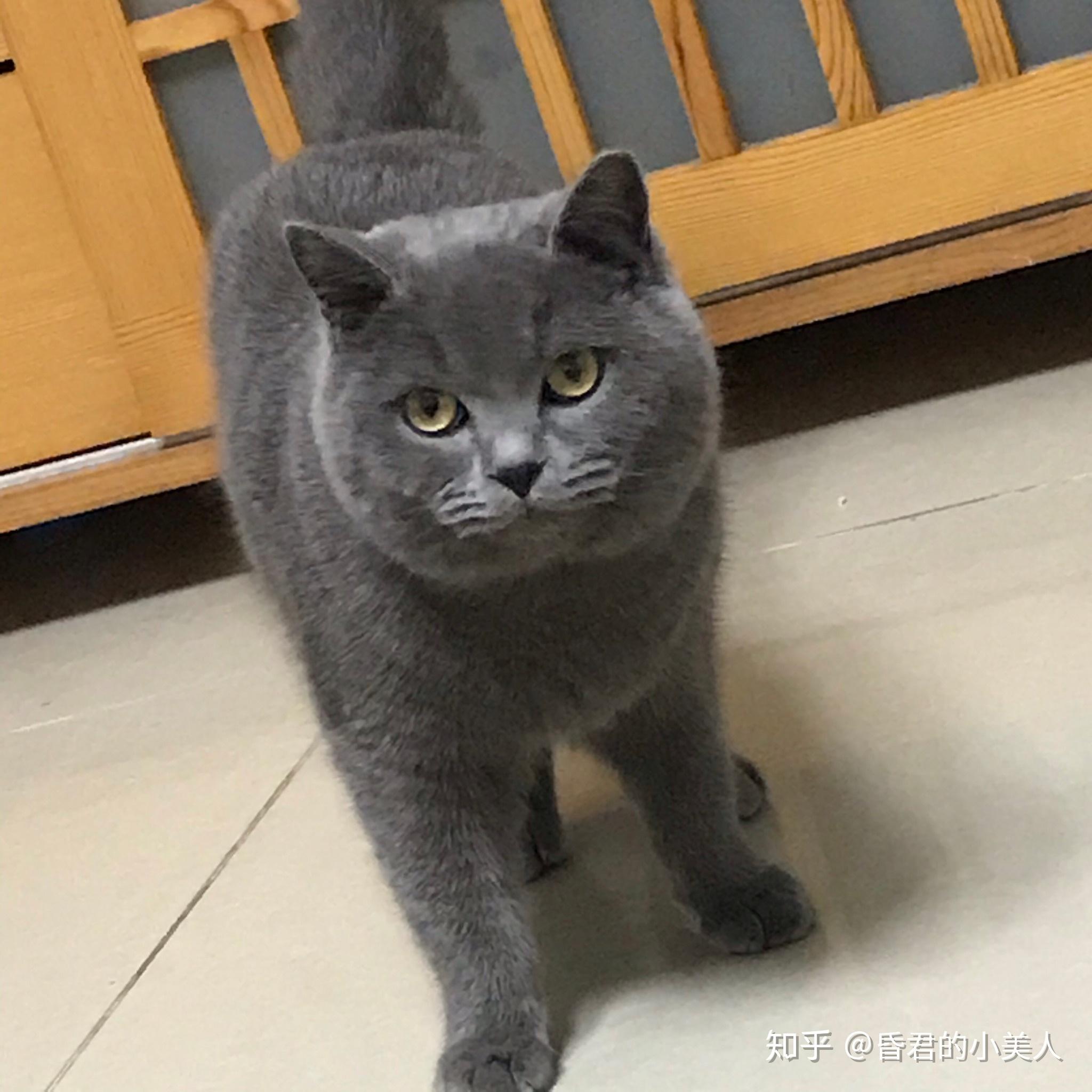 猫脖子上有红色血疙瘩是怎么回事