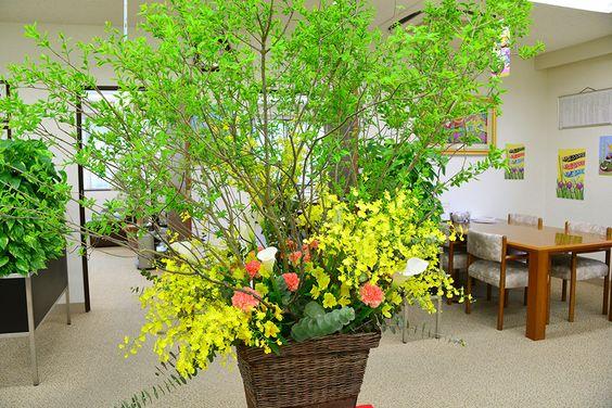 在日本家居杂志中经常看的一种室内植物, 枝干水培就可以, 求问是什么