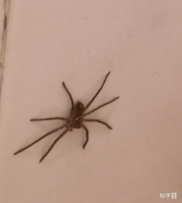 白额高脚蜘蛛是这样的么