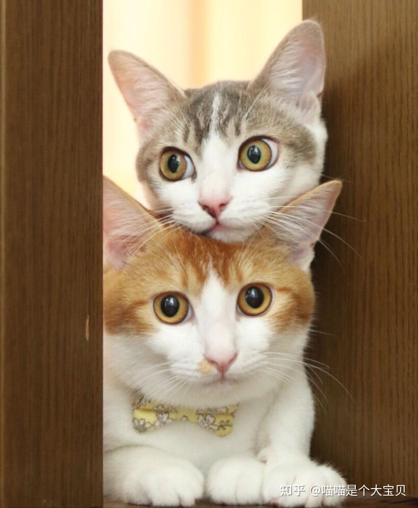 养“公猫”还是养“母猫”好?对比后一目了然 - 知乎