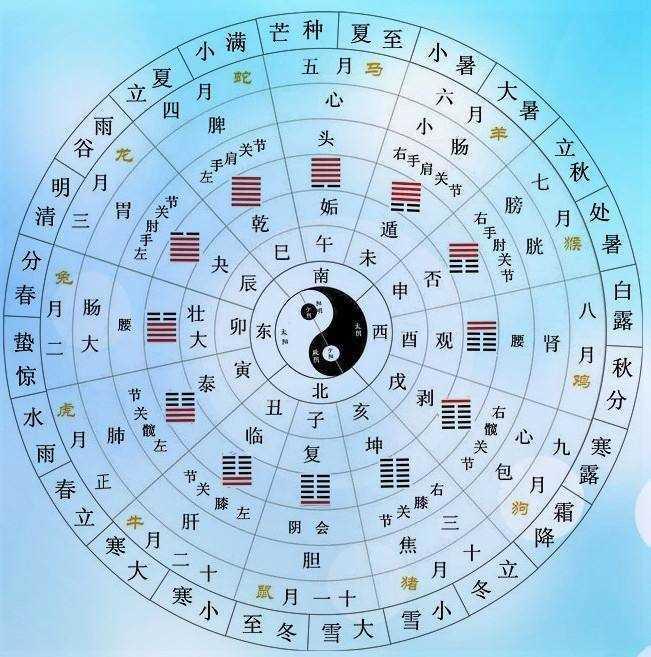 十二地支的人体类象 - 知乎