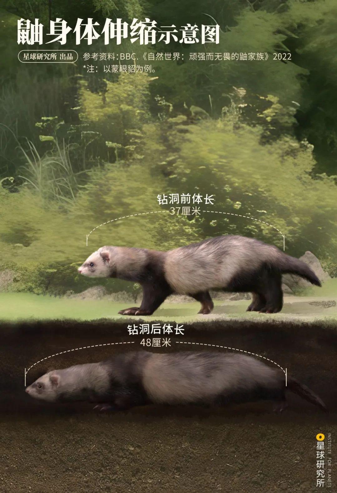 黄鼠狼、海獭、貂为什么都属于鼬科，它们有什么共同点？ - 知乎