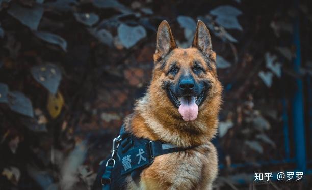 如何看待沈阳多只淘汰警犬拍出万元高价,一只黑背德牧拍出 33 万天价