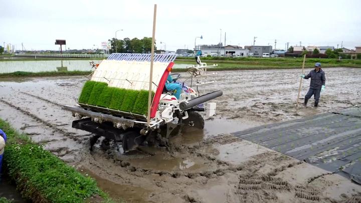 日本“纸”上插秧水稻50天降解，农业新玩法颠覆认知，效率增10倍 - 知乎
