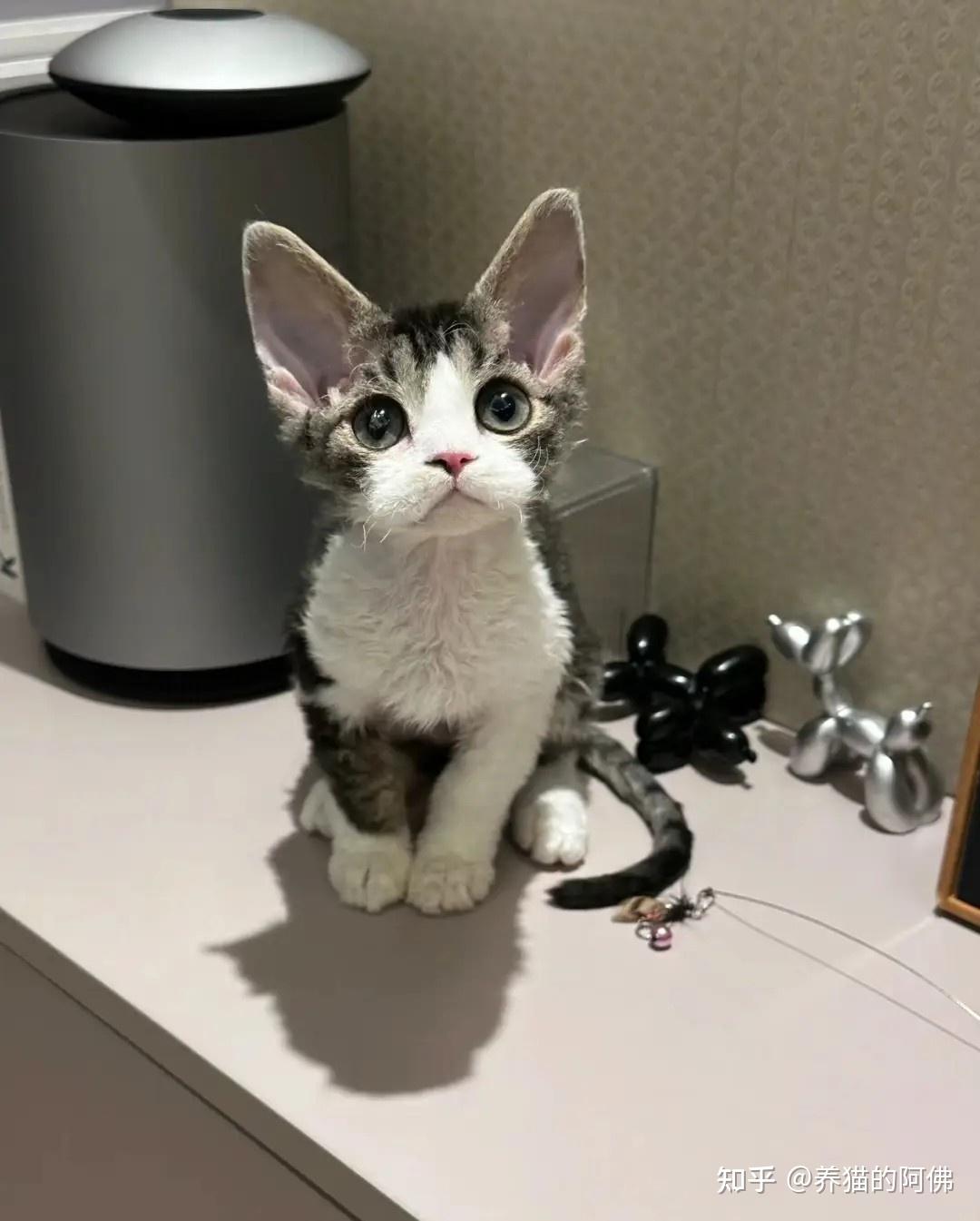 德文卷毛猫如何辨别品相? - 知乎