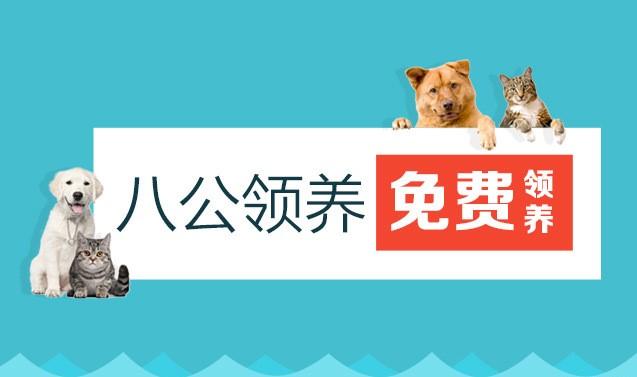 当骗子学会了利用法律——防不胜防的宠物领养新“骗局” - 知乎