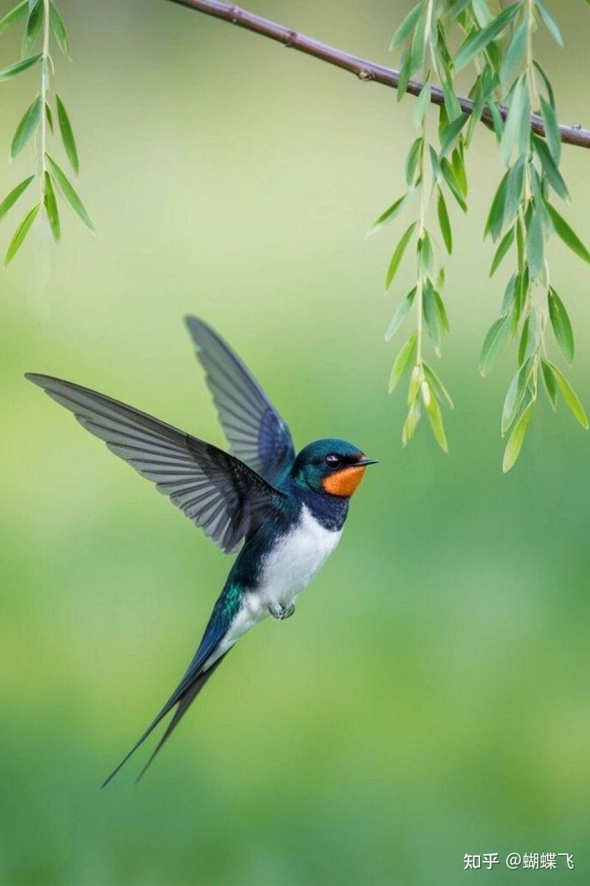 你知道哪些描写燕子的诗词?