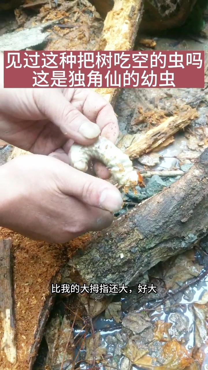 独角仙幼虫寿命图片