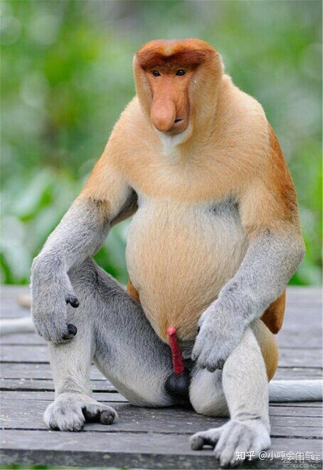 有哪些冲击心灵和视觉的野生动物照片