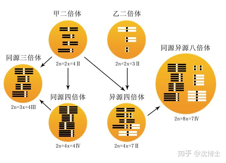 一文读懂多倍体 - 知乎