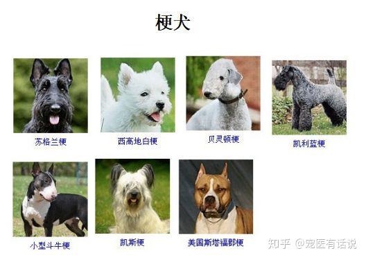 犬品种你知多少？ - 知乎