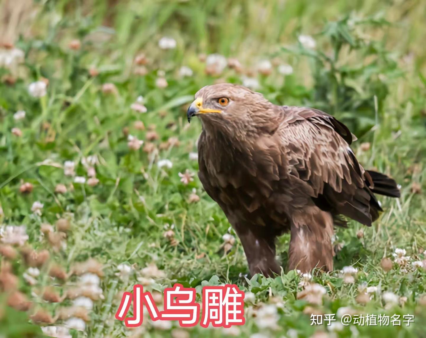 95图带您了解鹰科的鸟类,浅谈雕、鵟、鹰三类天空猛禽的区别 - 知乎