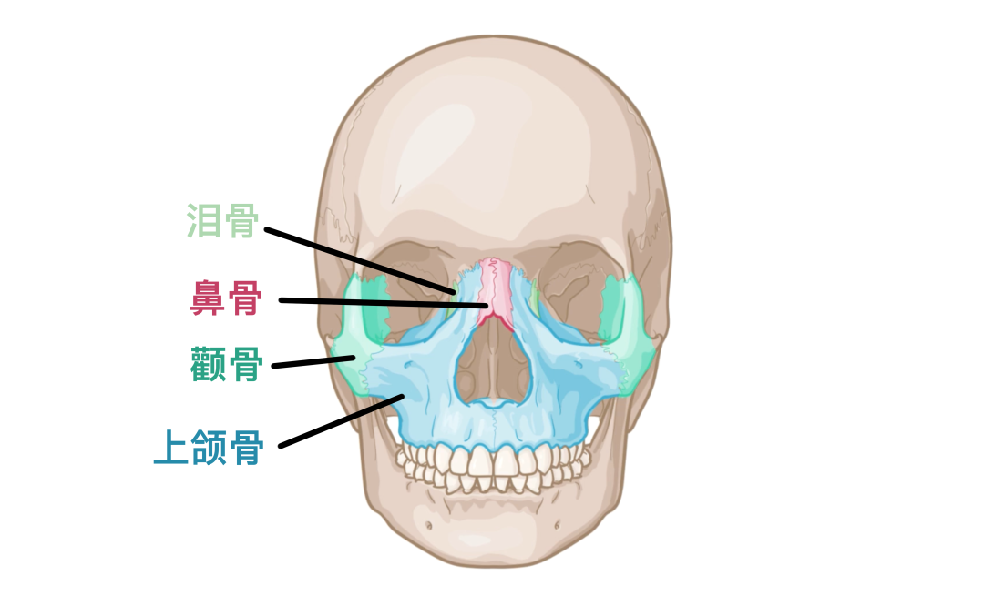 人体解剖学基础:颅骨 - 知乎