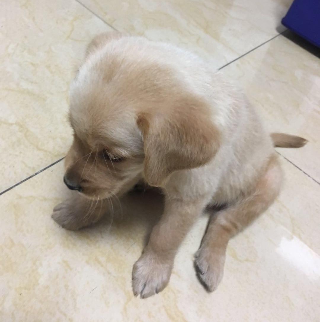 请问我家犬儿是什么品种