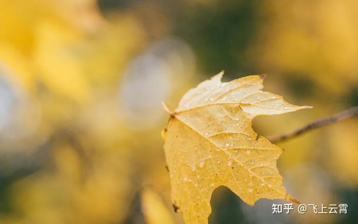 秋雨绵绵,引人情动,有关秋雨的唯美文案 - 知乎