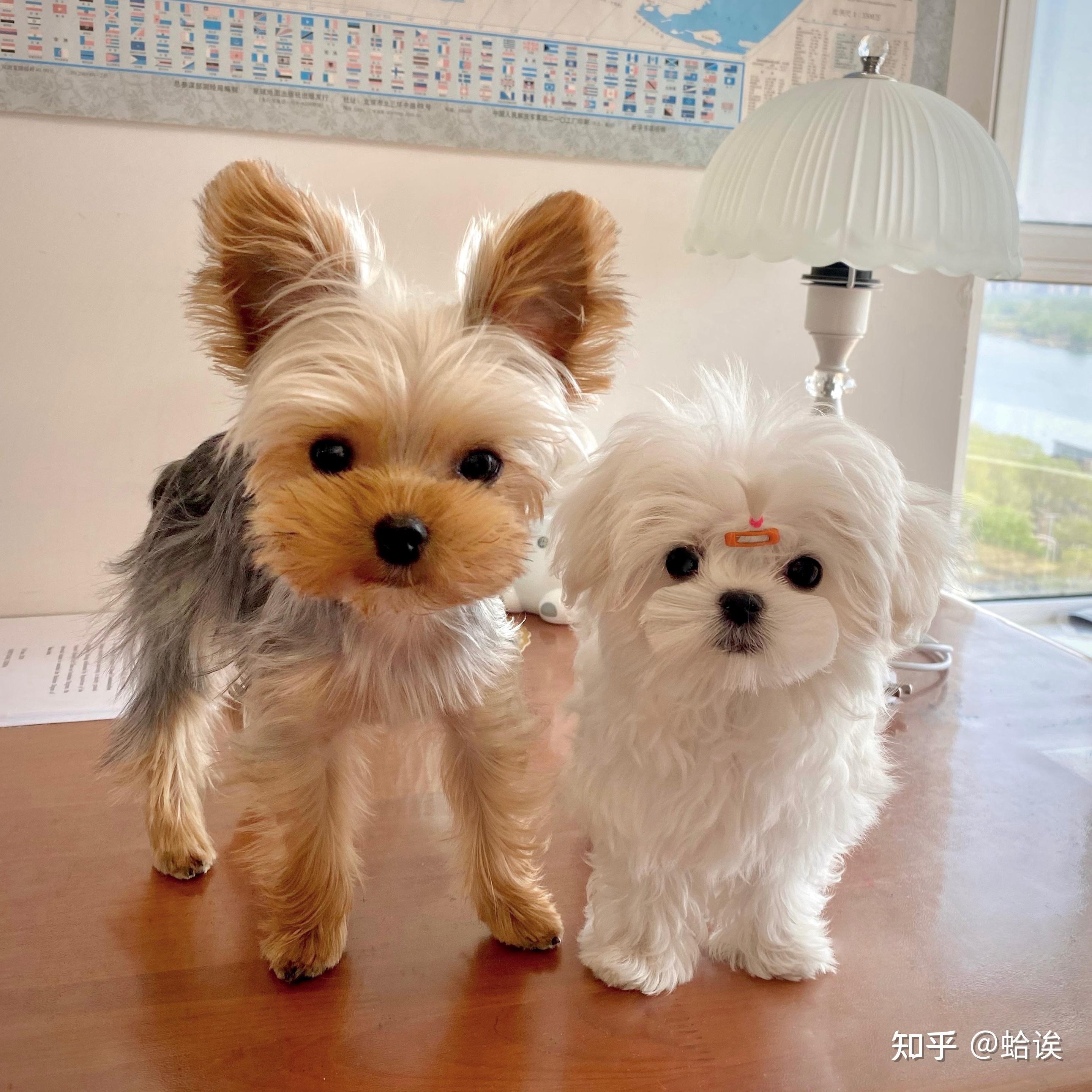 第一次养狗马尔济斯和约克夏选择哪种比较好呢～?