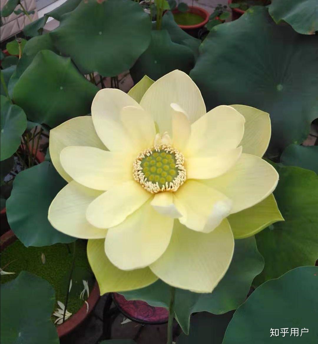 碗莲怎么水培?(水培碗莲种植方法图解)