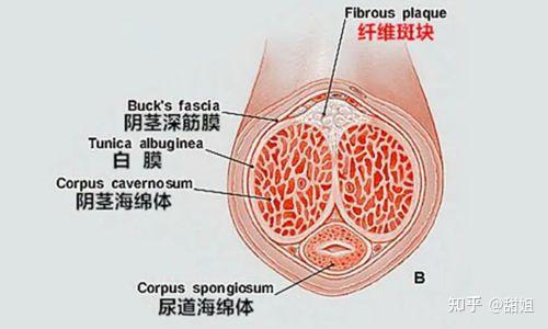 陰莖根部了個硬疙瘩