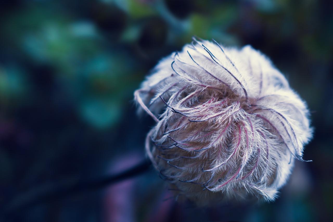 3. 毛球植物别称