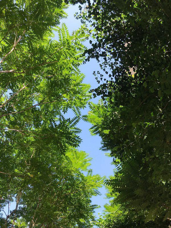 有哪些让你一眼万年的绿色系壁纸?(绿色壁纸大全图片清新自然)