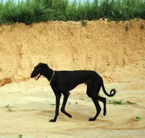 中国的本土狗,这几十种中华田园犬,个个都不输外国犬! - 知乎
