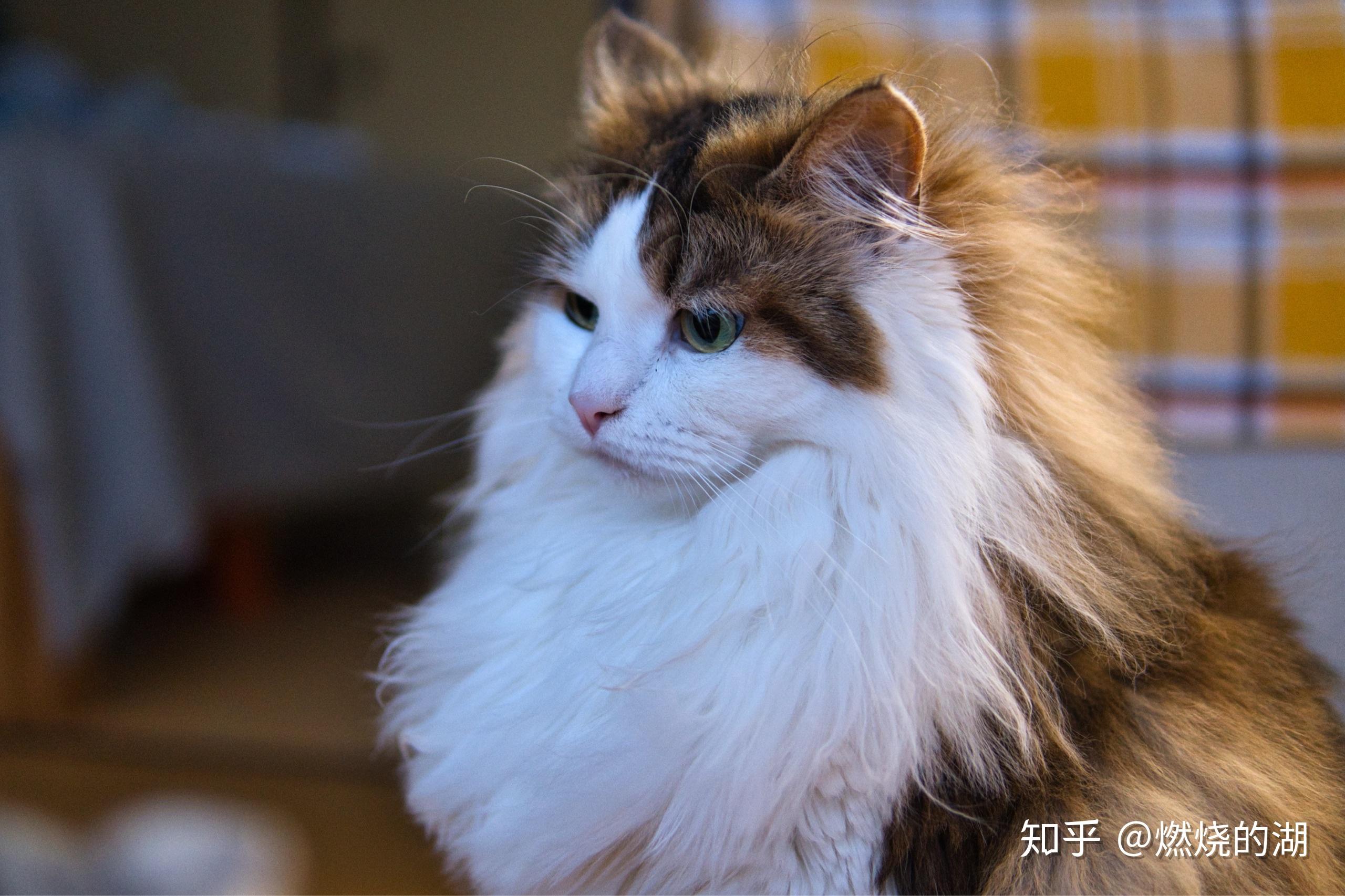 养挪威森林猫是一种怎样的体验