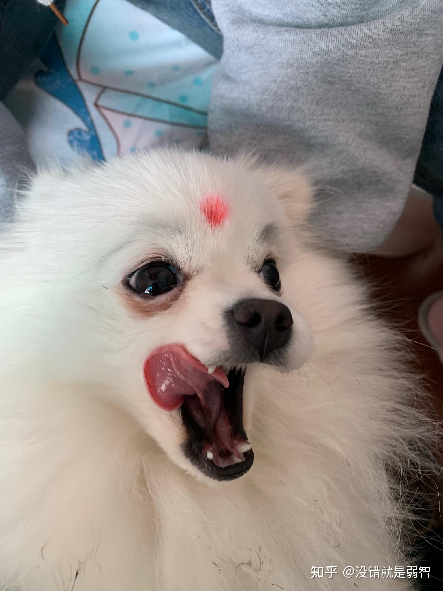 博美犬能有多美