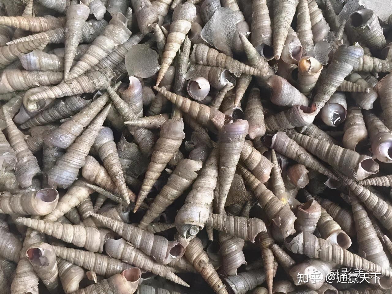 著名螺类食材大全,你吃过几种呢? - 知乎