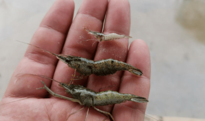 难搞!不长肉,不上料,个头小,对虾孢子虫如何应对?