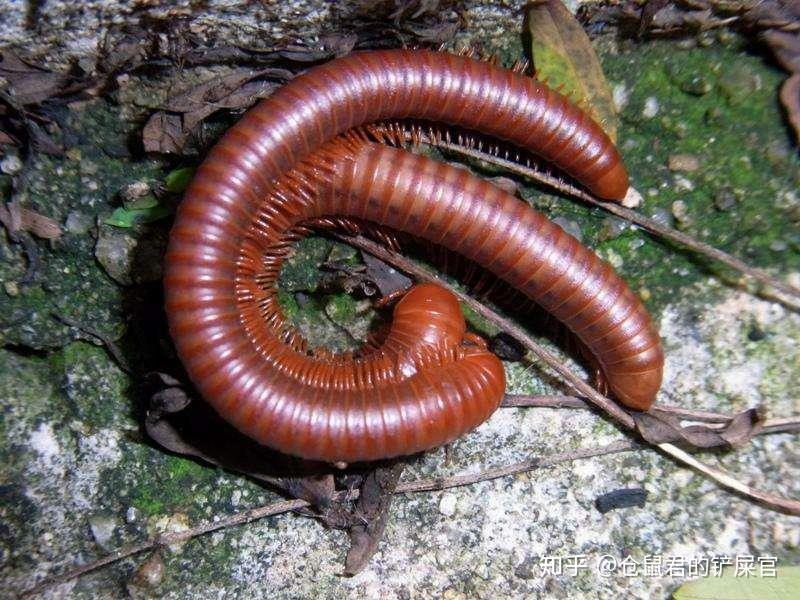 这是什么虫子阿