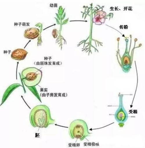 被子植物一般由哪些器官构成? 
