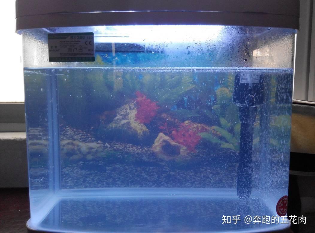 为什么我家的鱼缸水是这样的