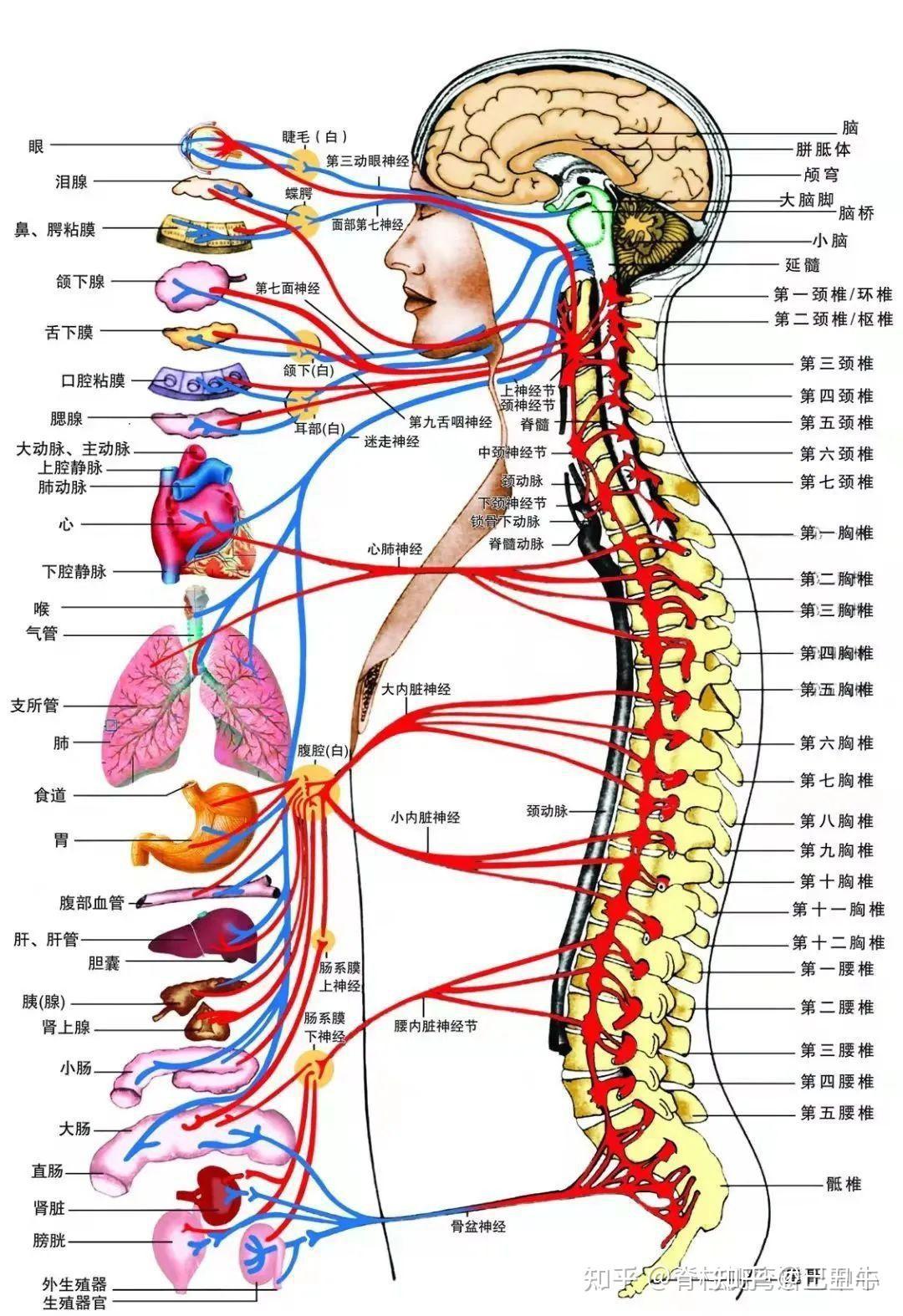 现代医学举世公认的神经系统在人体所有系统中的核心主导作用3