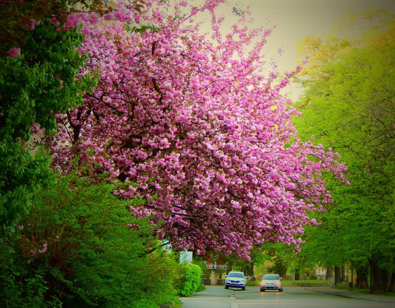 4. 打球花养护指南