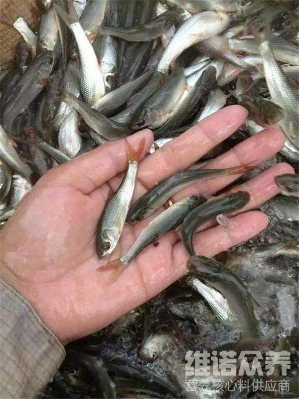 鯪魚一天吃多少飼料鯪魚仔的養殖方法